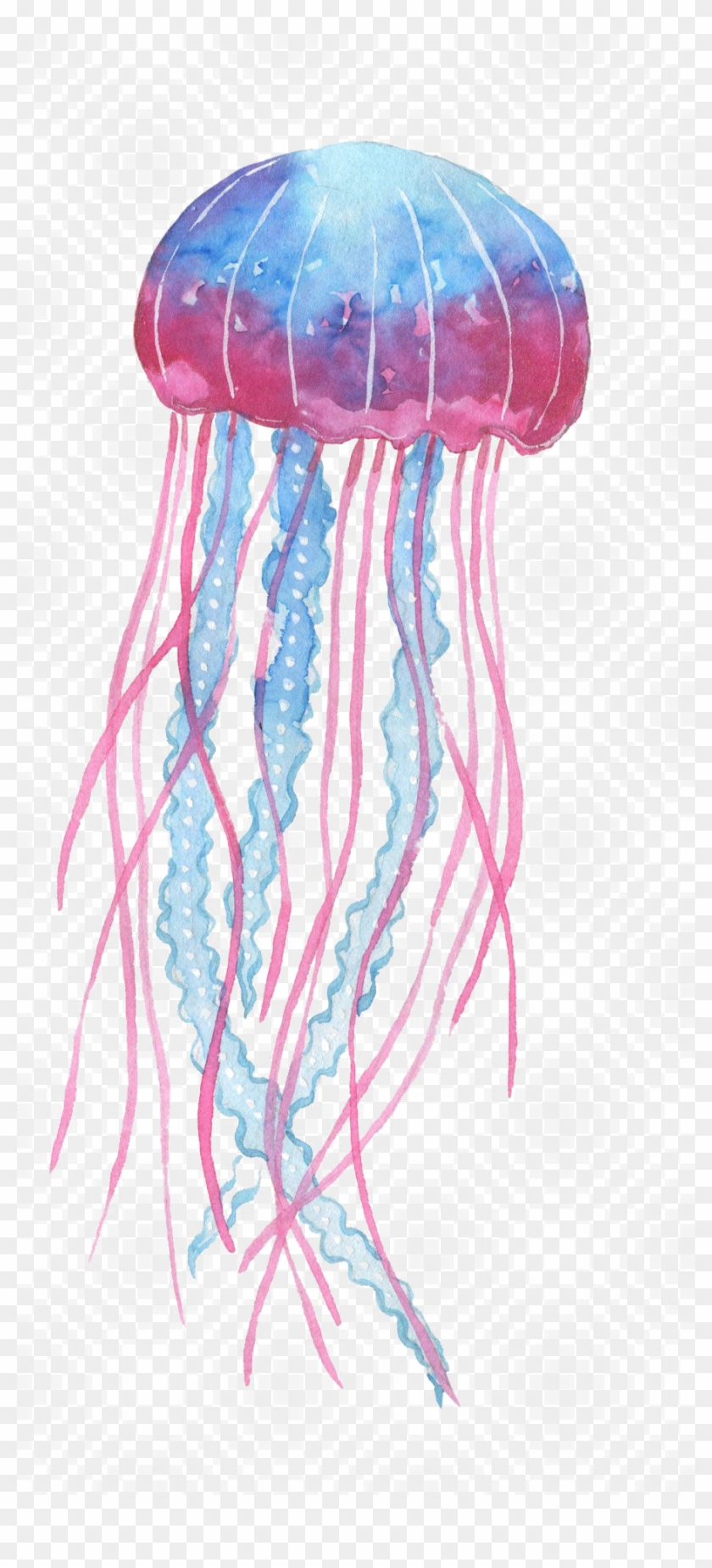 Box Jellyfish Png Transparent Image - Box Jellyfish Png Clipart #433366