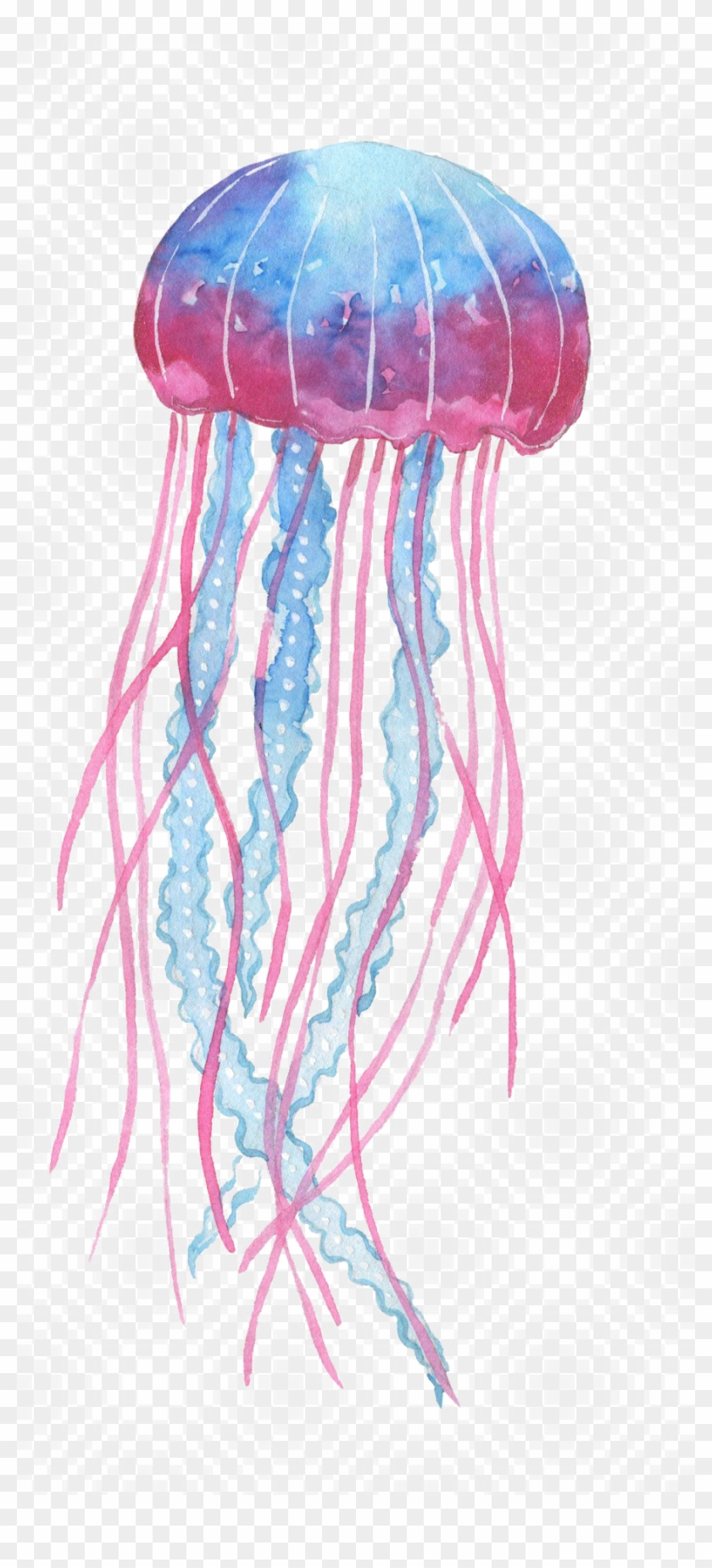 Box Jellyfish Png Transparent Image - Box Jellyfish Png Clipart