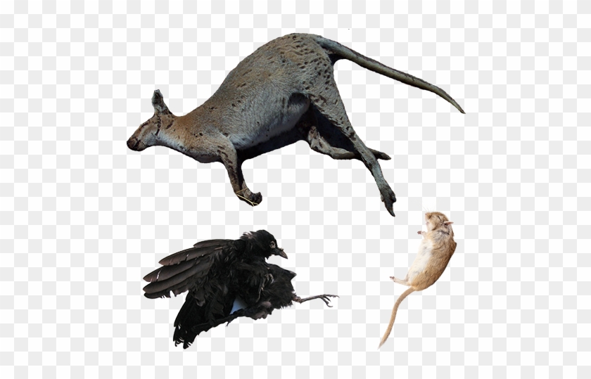 Photo By - - Animals In Maple Ridge Clipart #433908