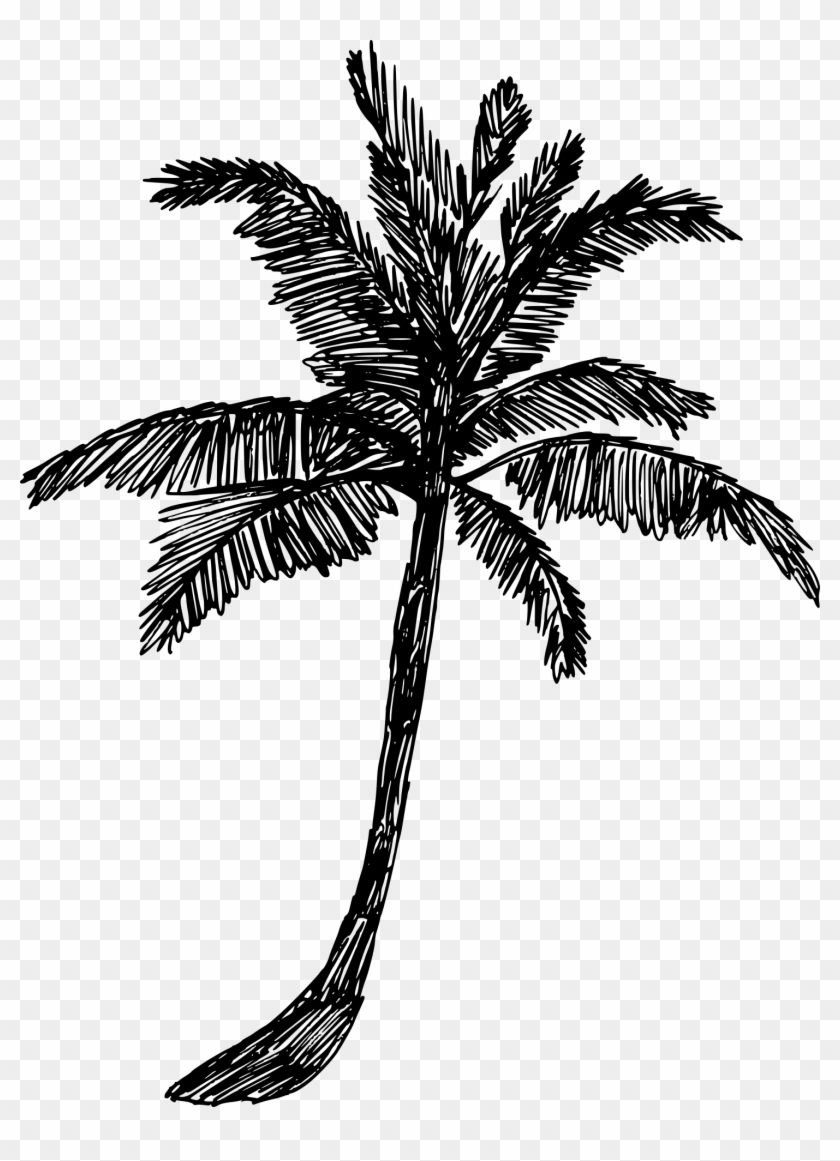 Free Download - Palm Tree Drawing Png Clipart