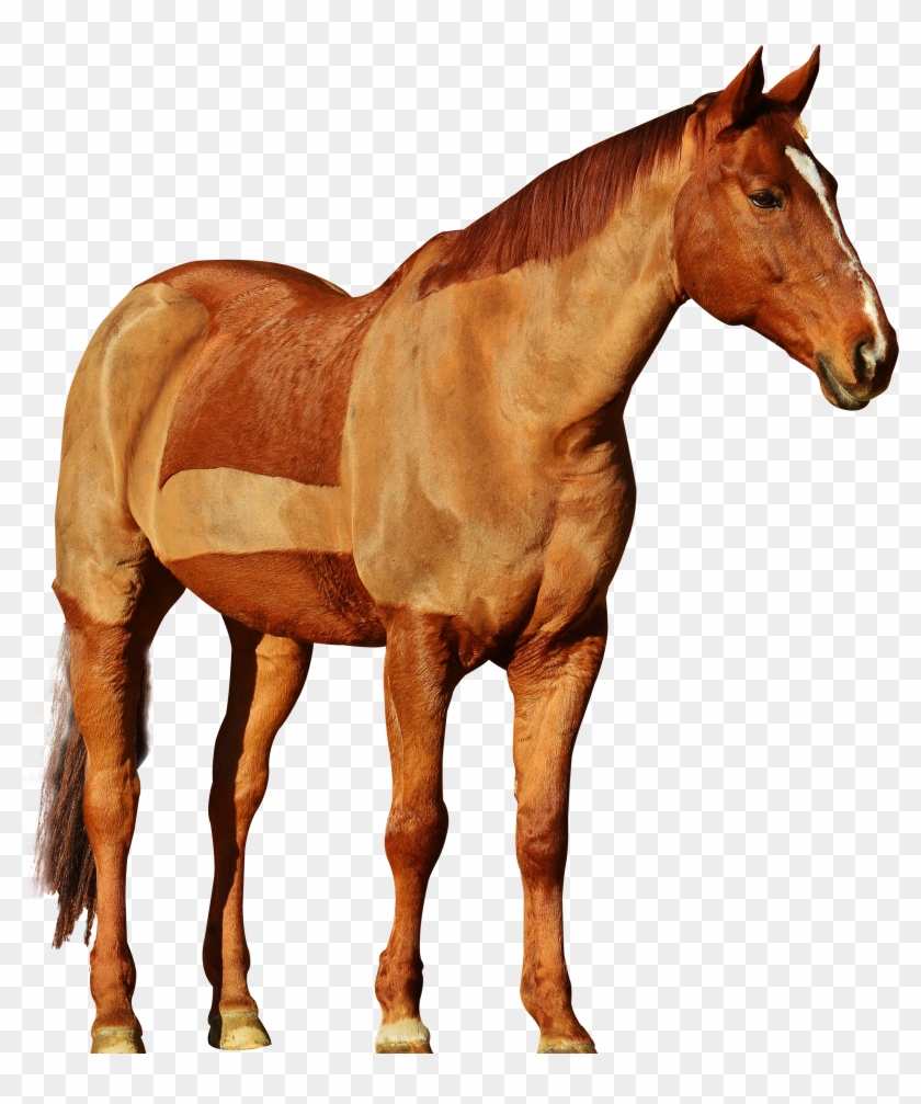 2551 X 3000 7 - Transparent Background Horse Png Clipart #434370