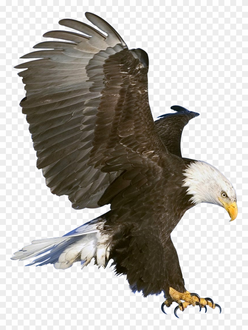 Bald Eagle Png Picture - Png Eagle Clipart #434374