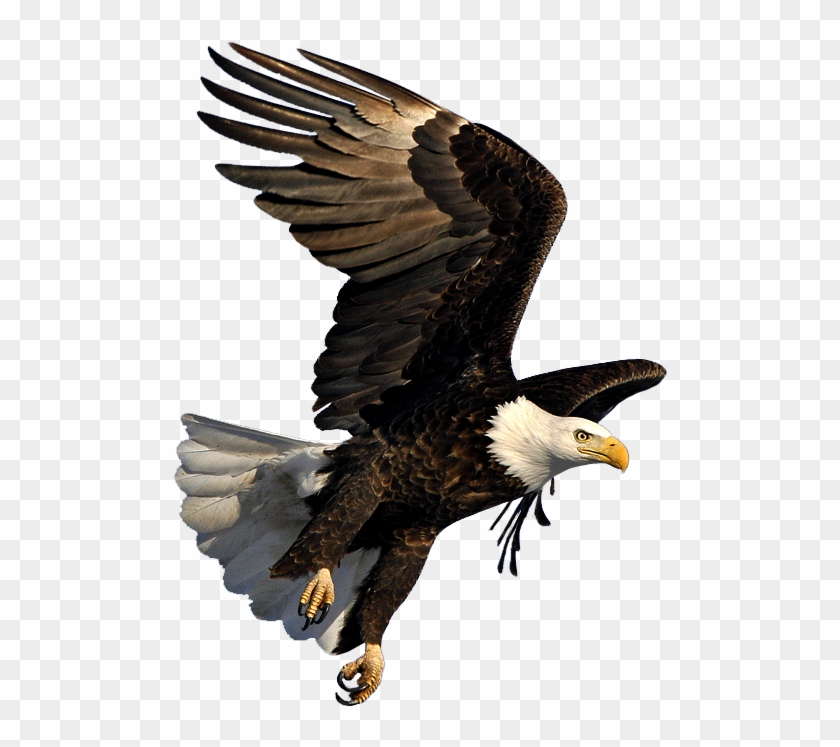 Bald Eagle In Flight - Bald Eagle Flying Png Clipart #434405