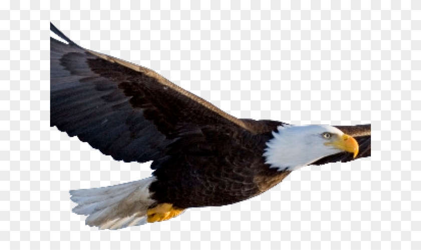 Bald Eagle Clipart Picsart - Flying Eagle Transparent Background - Png Download