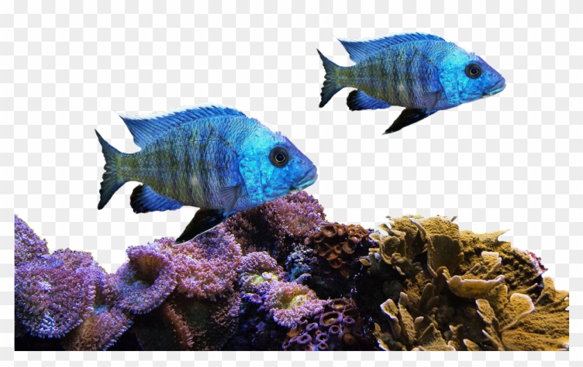 Coral Sea Png Clipart #434919