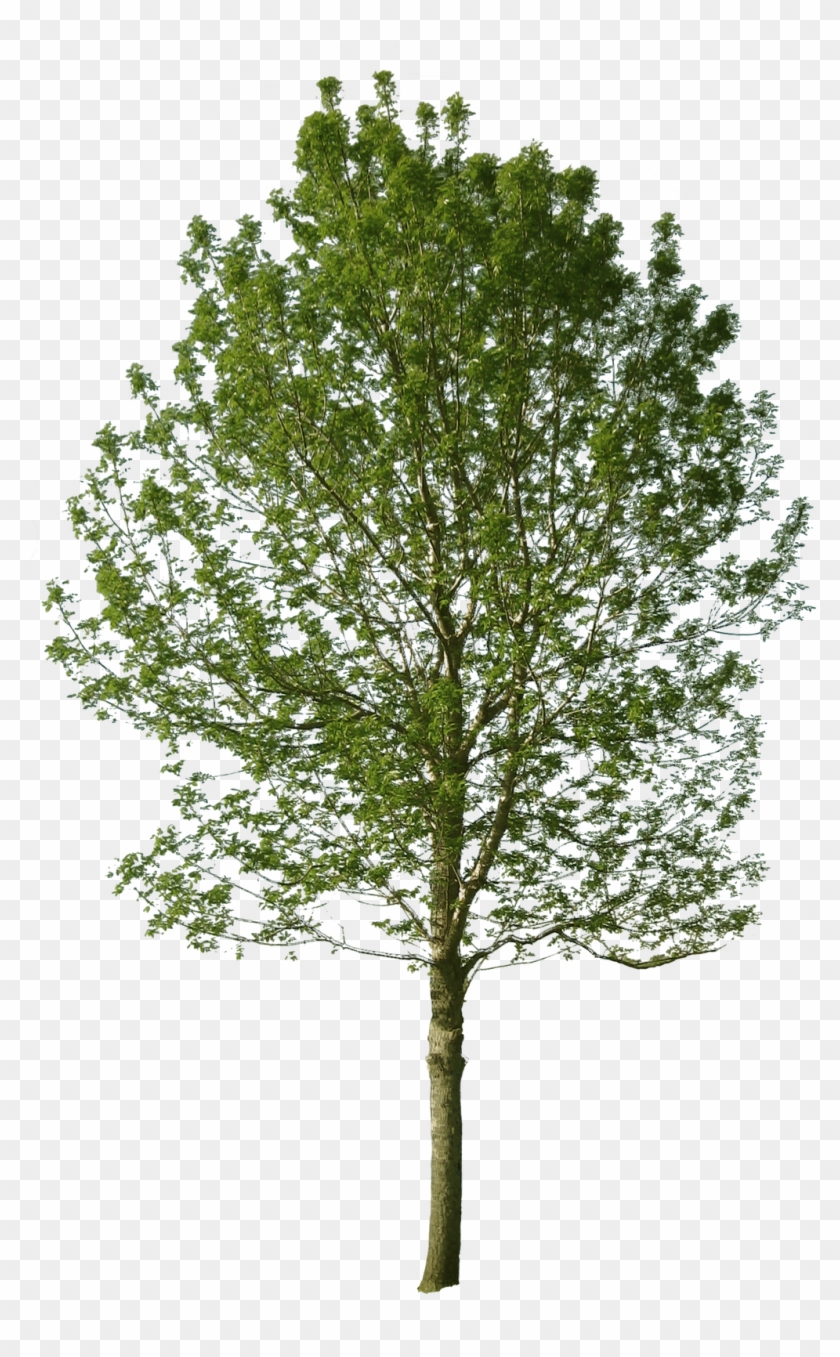 Tree With Alpha Channel Clipart #435920