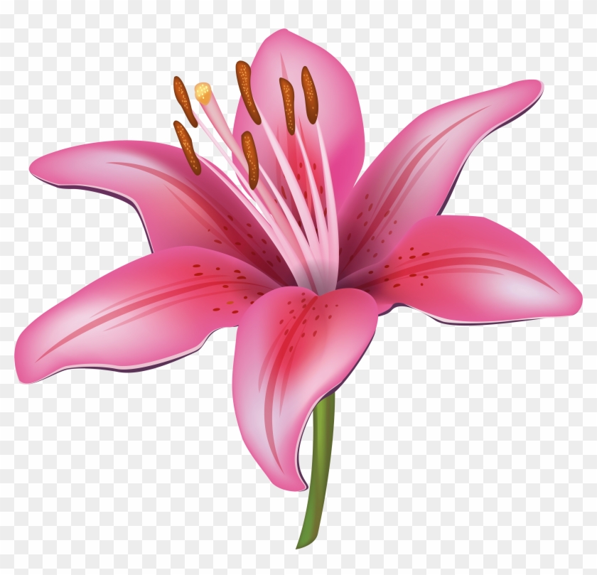 Free Free 318 Lily Flower Svg Free SVG PNG EPS DXF File