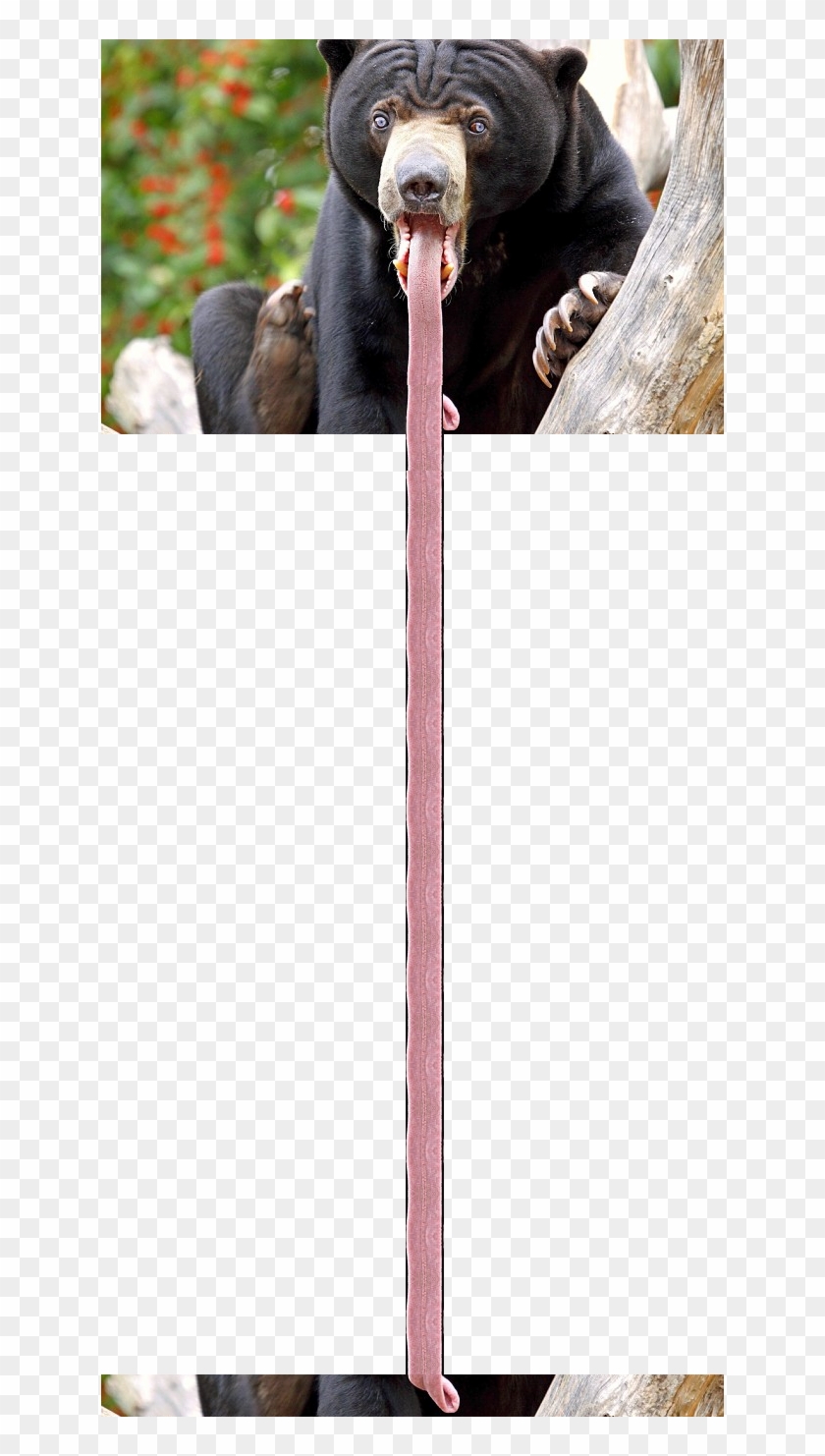 Long Tongue - Sun Bear Tongue Clipart #437880