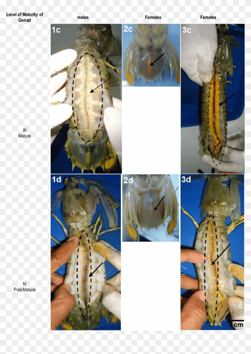 Gonad's Morphological Structure Of Mantis Shrimp Male - Shrimp Gonads Clipart #437901
