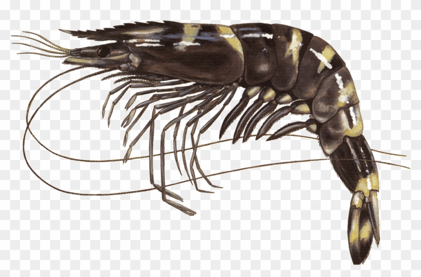 Black Tiger Shrimp Penaeus Monodon El - Black Tiger Prawn Png Clipart #437994
