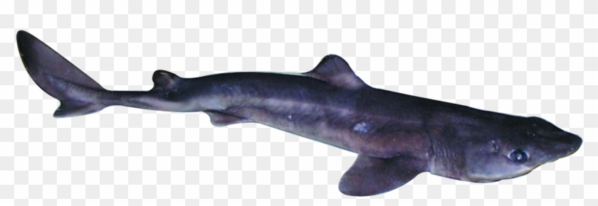 Loading Zoom - Spiny Dogfish Png Clipart