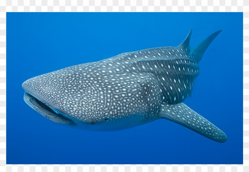 Whale Shark Clipart