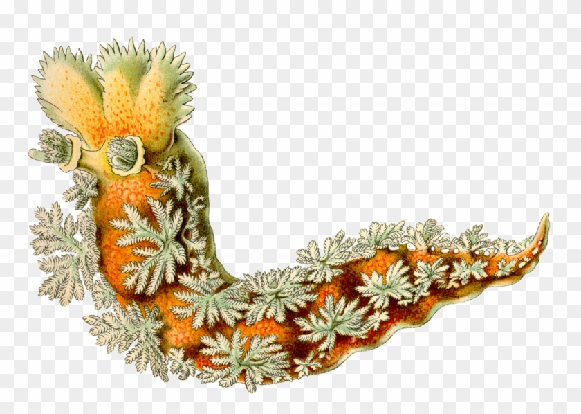 Jane Ritt On Twitter - Ernst Haeckel Clipart #4303525