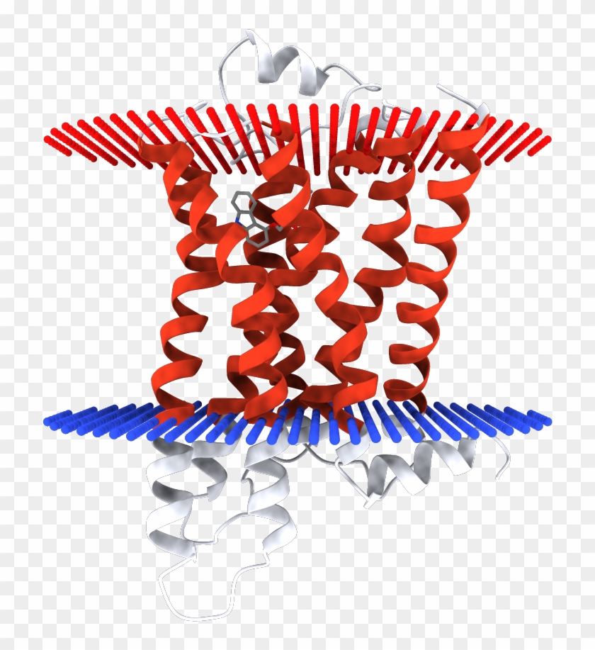 Transmembrane Regions Opm - Illustration Clipart