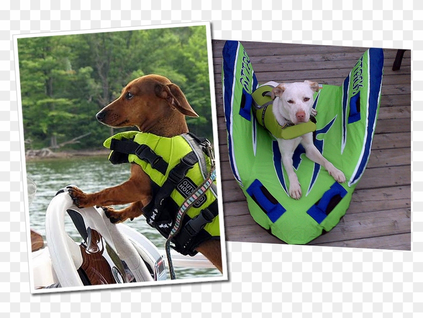 Dachs Labrador Green - Life Jackets For Miniature Dachshunds Clipart
