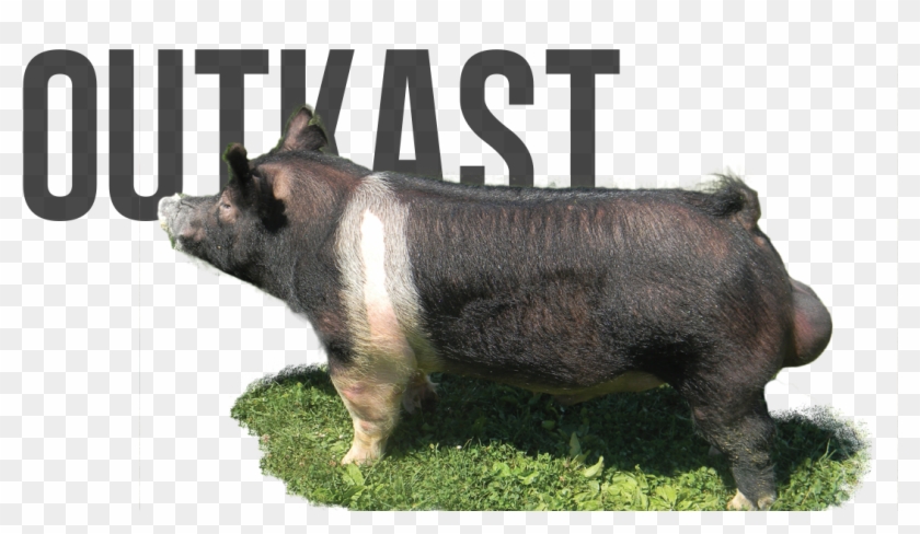 Outkast - Pig Bullfrog Clipart