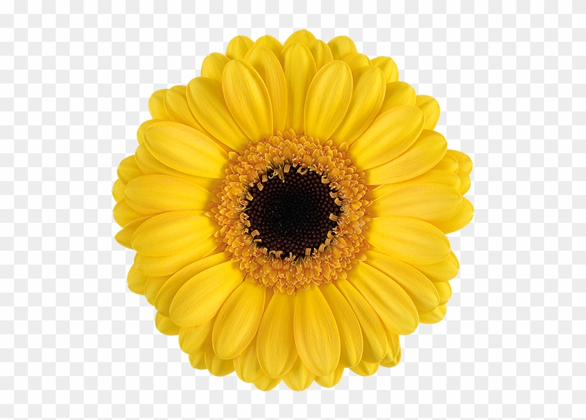 Delmonte® - Yellow Mini Gerbera Daisies Clipart #4314232