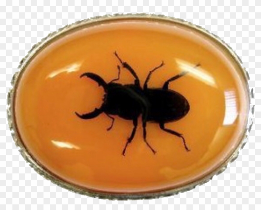 Discovery Channel, Follow Me On Instagram, Coraline, - Japanese Rhinoceros Beetle Clipart #4314582