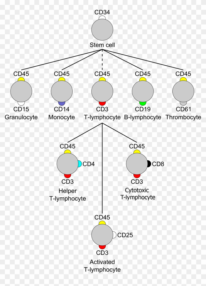 Cluster Of Differentiation Mod - Cd4 T Cell Cluster Of Differentiation Clipart #4318294