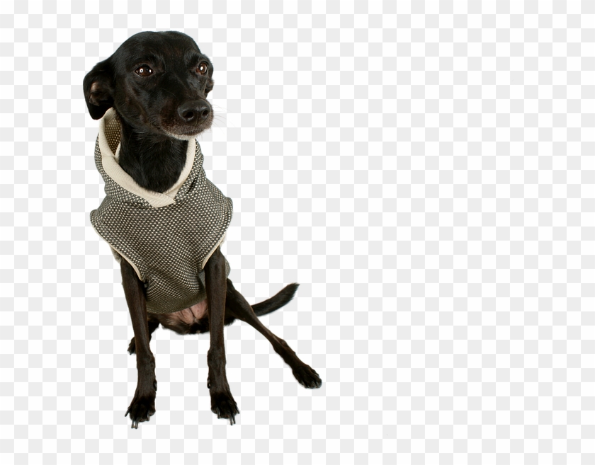 Black Dog Animal Transparent Png Image Pngriver Free - Dog Catches Something Clipart #4324295