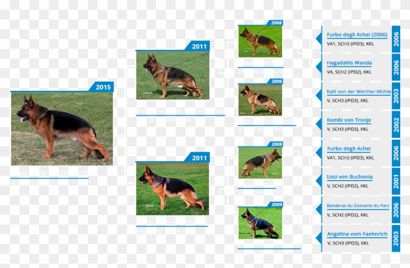 Breeding Male Ikon Vom Mittelwest Pedigree - Old German Shepherd Dog Clipart
