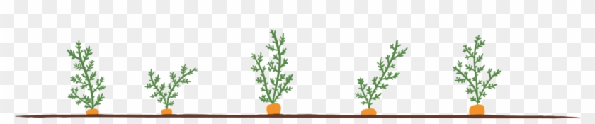 Carrots ~ Do You Even Give Them A Second Thought They're - Houseplant Clipart