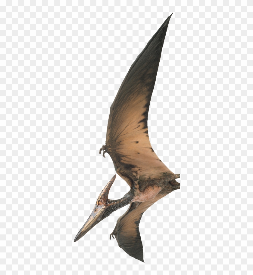 Illustration Of A Pteranodon, A Prehistoric Flying - Universal Studios Orlando Birds Rides Clipart #4326839
