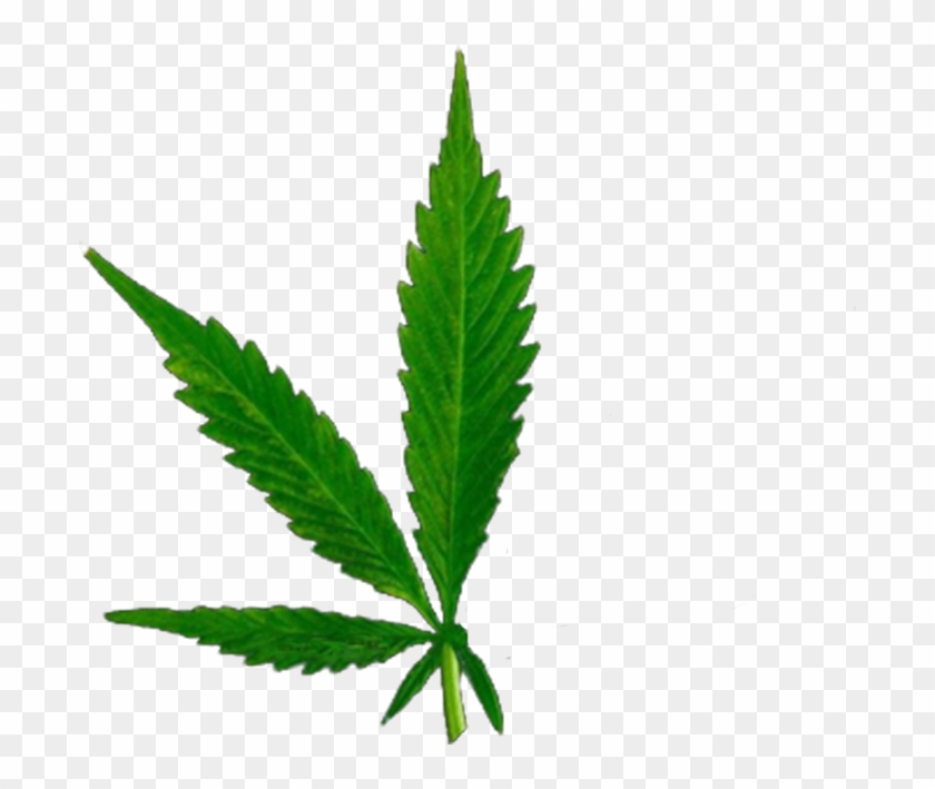 The 5 Leaves - 420 Friends Clipart #4329547