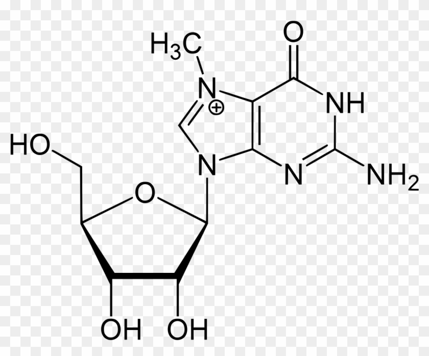 7 Metil Guanosina Clipart #4330149
