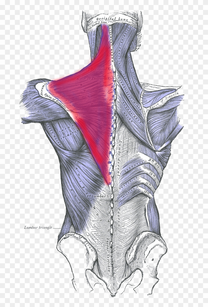 Spine Drawing Grey's Anatomy - Muscles Of The Back Clipart