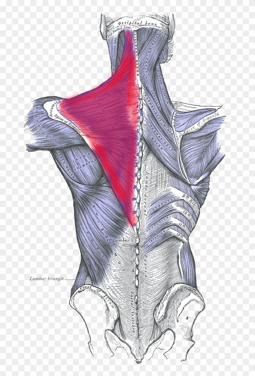 Spine Drawing Grey's Anatomy - Muscles Of The Back Clipart #4331291