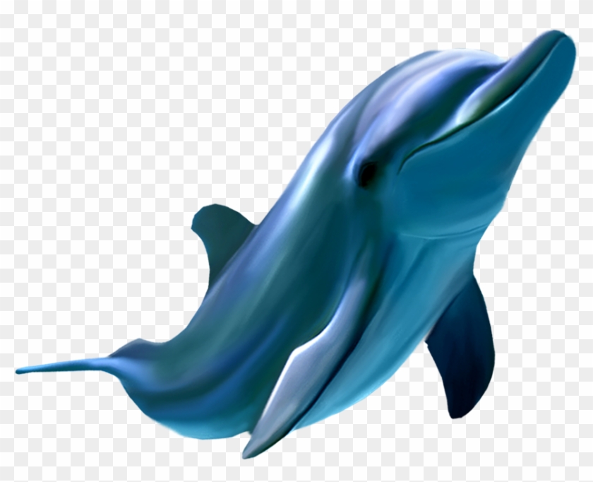 Picture Frame Dolphin - Dolphin Clipart #4332133