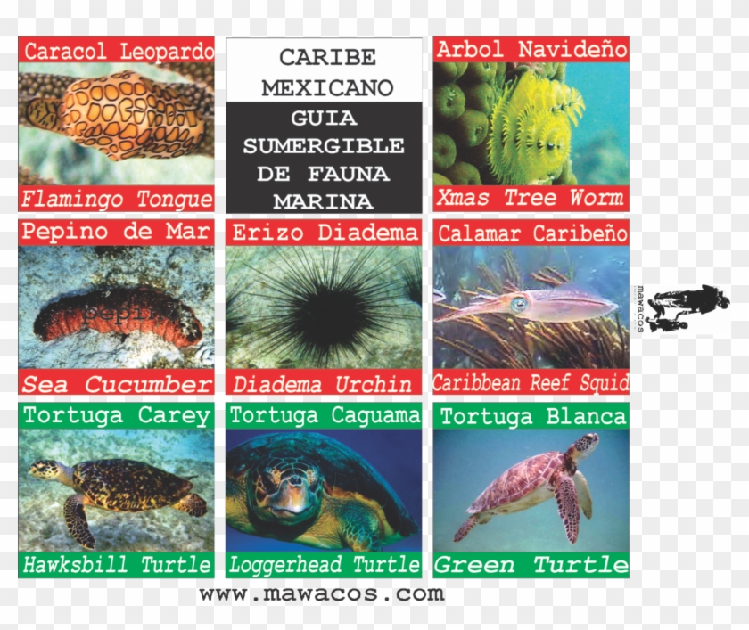Caguama Png , Png Download - Peces Del Caribe Mexicano Clipart