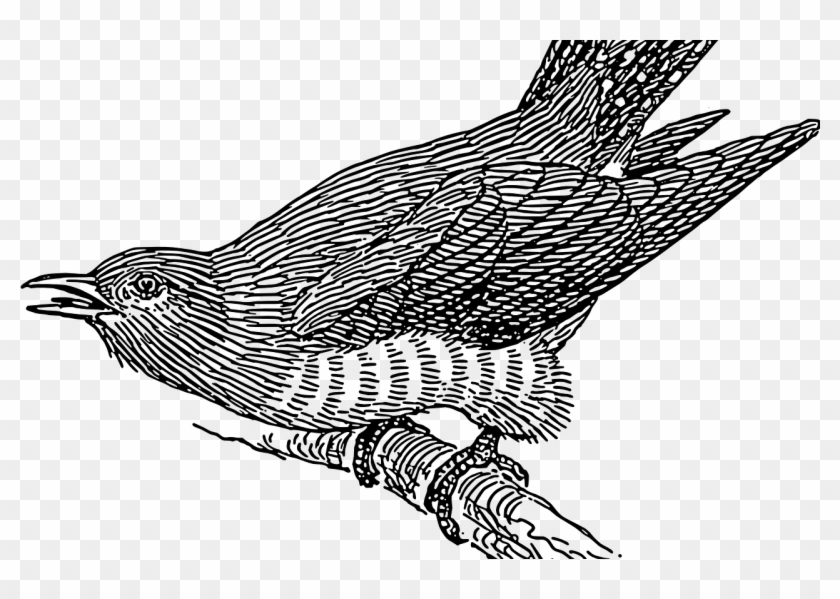 Cuco - Cuckoo Bird Clipart Black And White - Png Download