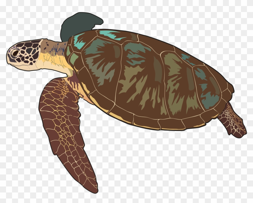 Thumb Image - Tortuga Marina Png Clipart