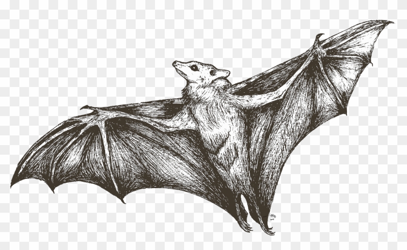 She's All Bat - Little Brown Myotis Clipart