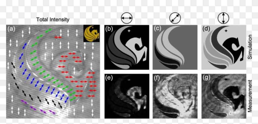 Measured Intensity Pattern Of The E-wave Refracted - Snake Clipart