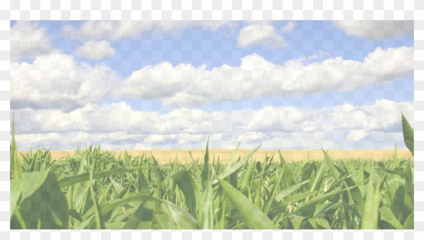 Background Image - Stormont Federation Of Agriculture Clipart