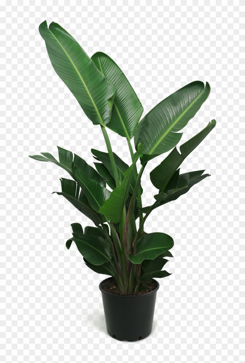 Bird Of Paradise Plant Png Clipart