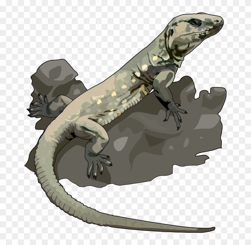 Lagarto Gigante De El Hierro - Desarrollo Del Lagarto Clipart