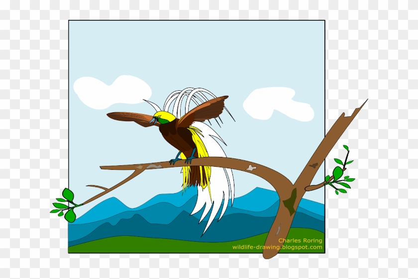 Male Lesser Birds Of Paradise - Sketsa Gambar Burung Cendrawasih Clipart