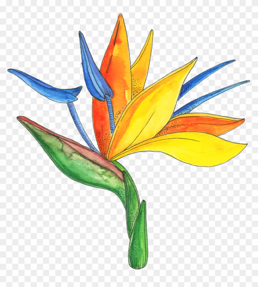 Flower Series - Bird Of Paradise Clipart
