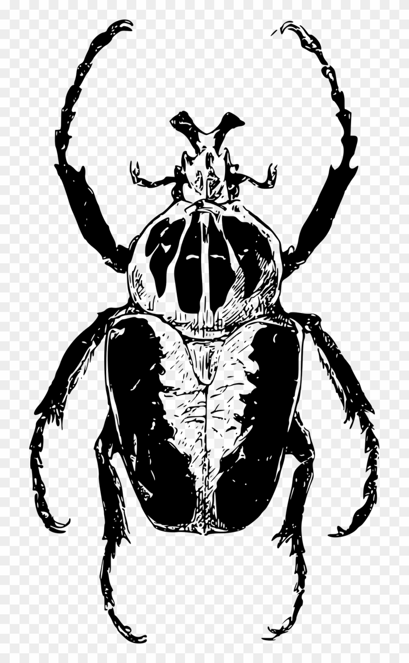 Vector Graphics, - Beetle Goliath Transparent Clipart