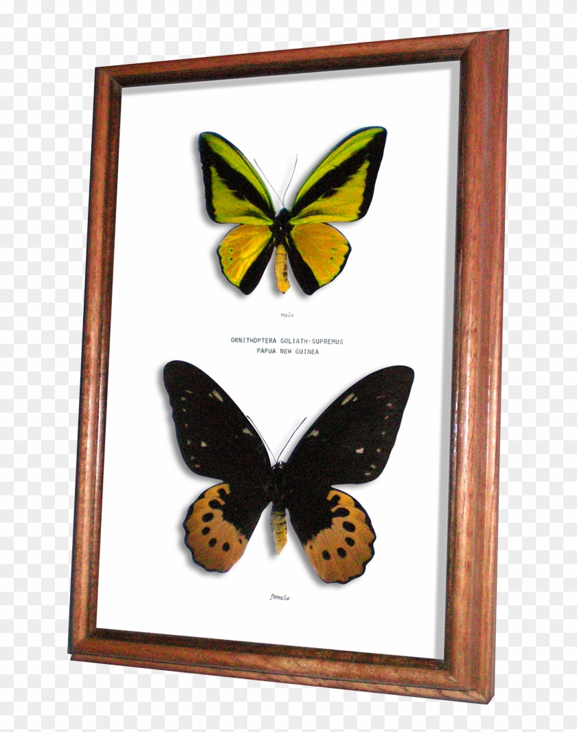 Real Framed Butterfly Ornithoptera Goliath Supremus - Male And Female Ornithoptera Goliath Clipart