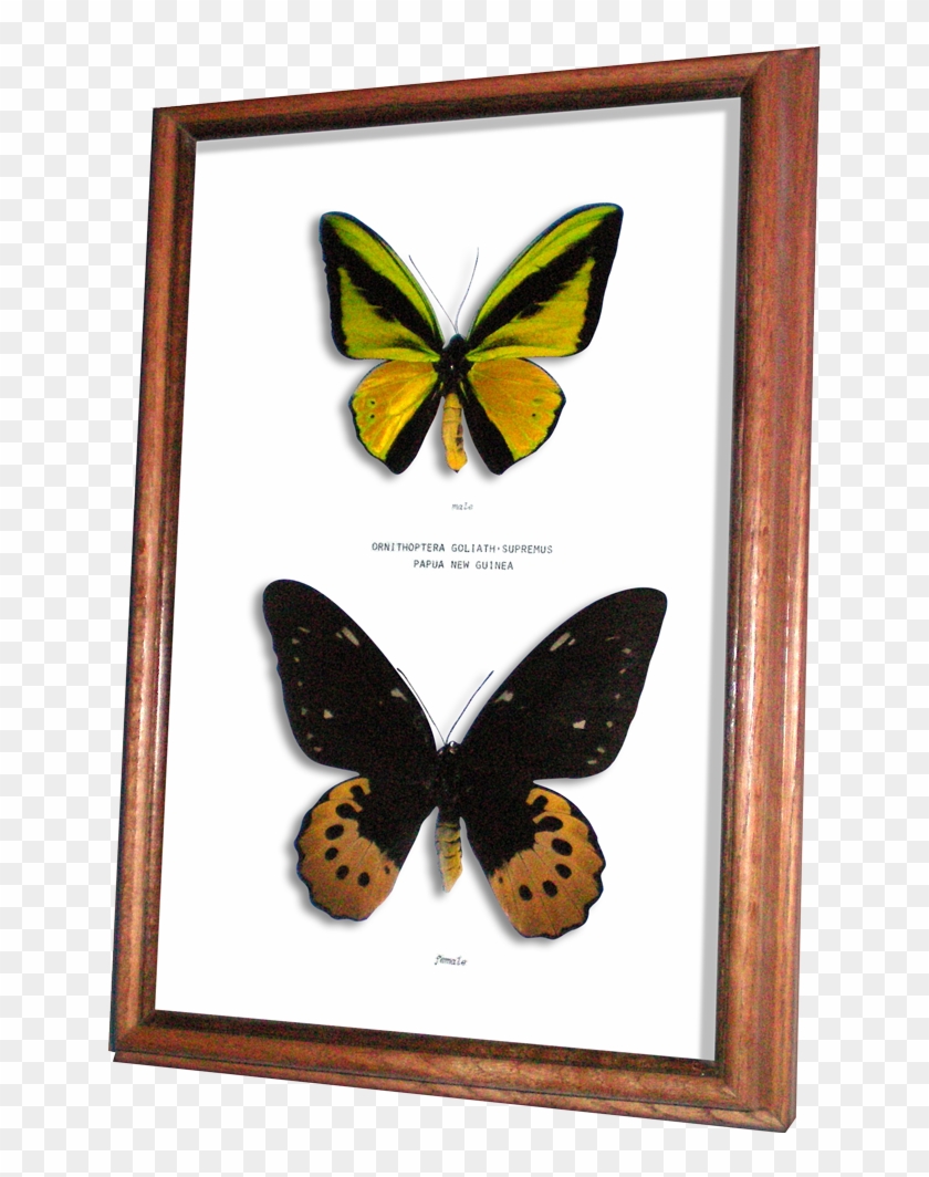 Real Framed Butterfly Ornithoptera Goliath Supremus - Male And Female Ornithoptera Goliath Clipart #4347934