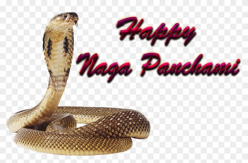 Png Nagula Chavithi Items Clipart #4352931