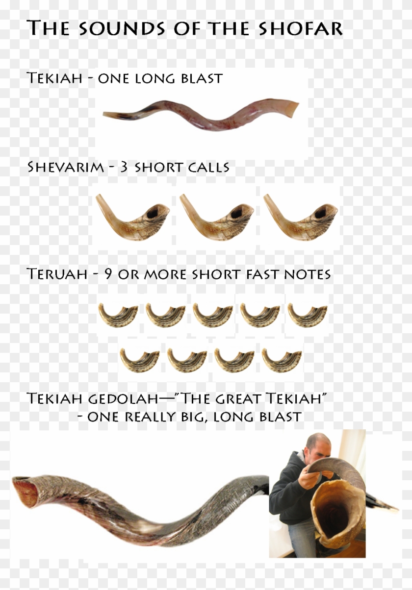 Joyful Jewish - Shofar Clipart #4354100