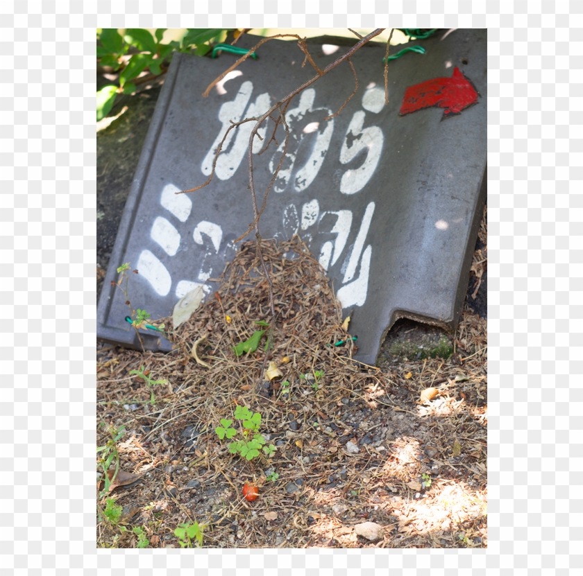 Zentai Yuya 01 Zentai Yuya 02 - Grass Clipart