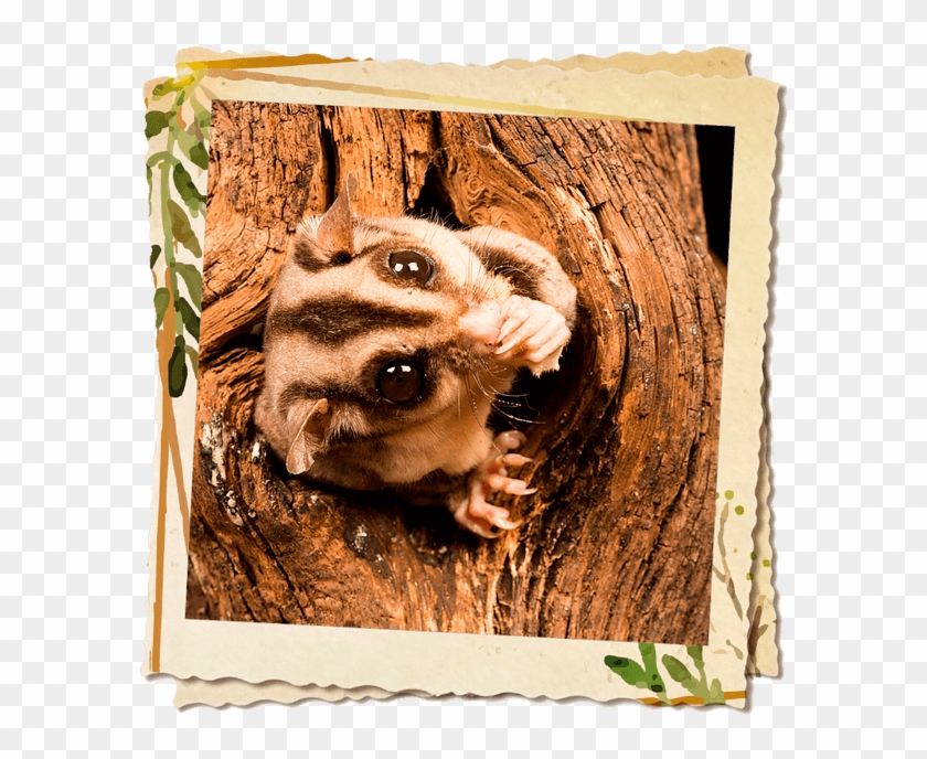 Distintos Colores De Petauros Clipart