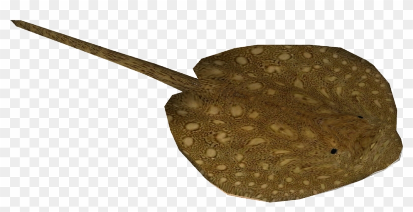 Parnaiba River Stingray - Electric Ray Png Clipart